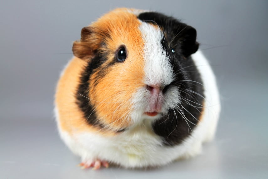 guinea pig