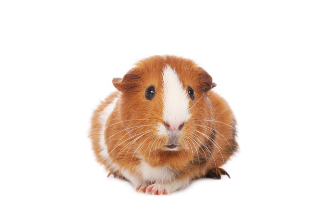 Guinea pig